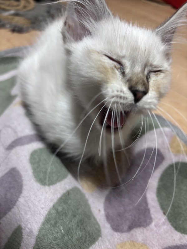 satoya_boshu's tweet photo. 6月末と7月生まれの子猫たちです
推定0歳3ヶ月
♂・♀ 岡山県

雄猫9匹（白でシャムのような子、グレーハチワレ、キジトラ、キジトラ白）
メス1匹（白でシャムのような耳鼻先尻尾先薄茶）
どの子も仲良く人懐っこいです。比較的メスちゃんが大人しいですが、可愛いです。
一枚目の写真が唯一のメス猫 https://t.co/9sq1XpRcl1