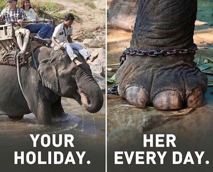 wildanimalpis's tweet photo. https://t.co/EmRU1t2X3U