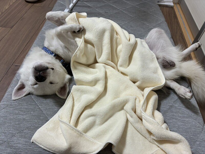satoya_boshu's tweet photo. お腹見せちゃう★7.7kg 抱っこサイズの女の子
推定0歳1ヶ月
♂ 東京都

引き取ってみて一番に感じたのは
人のことが好きで好きでたまらない犬なんだなぁということ。
人が大好きで、かまってほしくて、愛してほしくて全力で甘えてきます。 https://t.co/MvIjfFHLk0