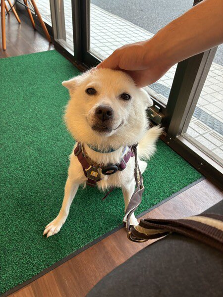 satoya_boshu's tweet photo. お腹見せちゃう★7.7kg 抱っこサイズの女の子
推定0歳1ヶ月
♂ 東京都

引き取ってみて一番に感じたのは
人のことが好きで好きでたまらない犬なんだなぁということ。
人が大好きで、かまってほしくて、愛してほしくて全力で甘えてきます。 https://t.co/MvIjfFHLk0