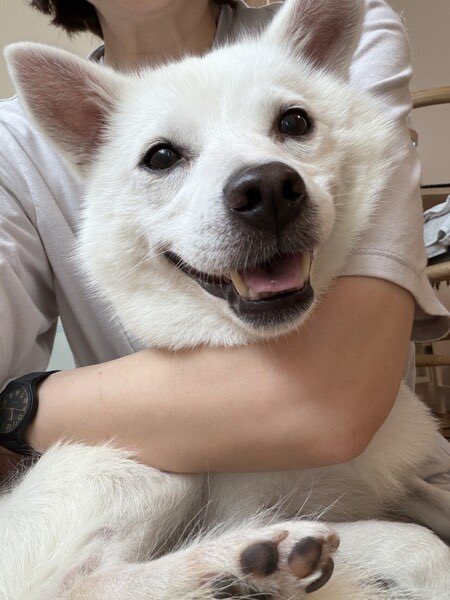 satoya_boshu's tweet photo. お腹見せちゃう★7.7kg 抱っこサイズの女の子
推定0歳1ヶ月
♂ 東京都

引き取ってみて一番に感じたのは
人のことが好きで好きでたまらない犬なんだなぁということ。
人が大好きで、かまってほしくて、愛してほしくて全力で甘えてきます。 https://t.co/MvIjfFHLk0