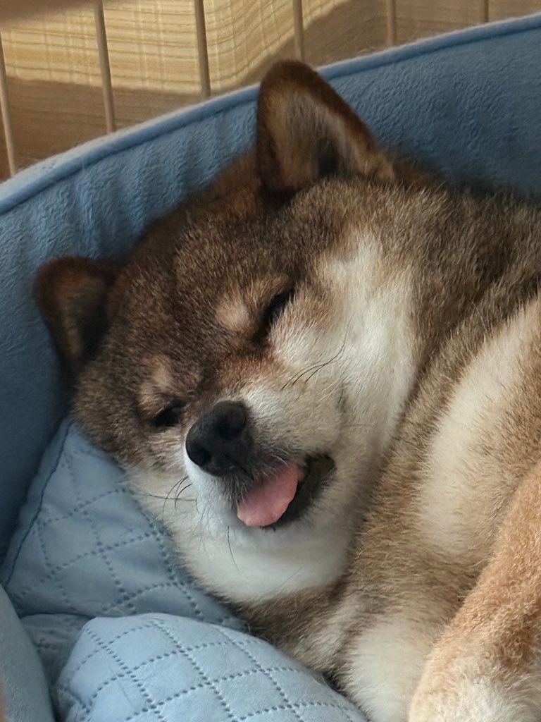 shibainu_hanazu's tweet photo. そっとドッグフードを舌の上においてあげたくなる寝顔。 https://t.co/3Bb4uUi5Ov