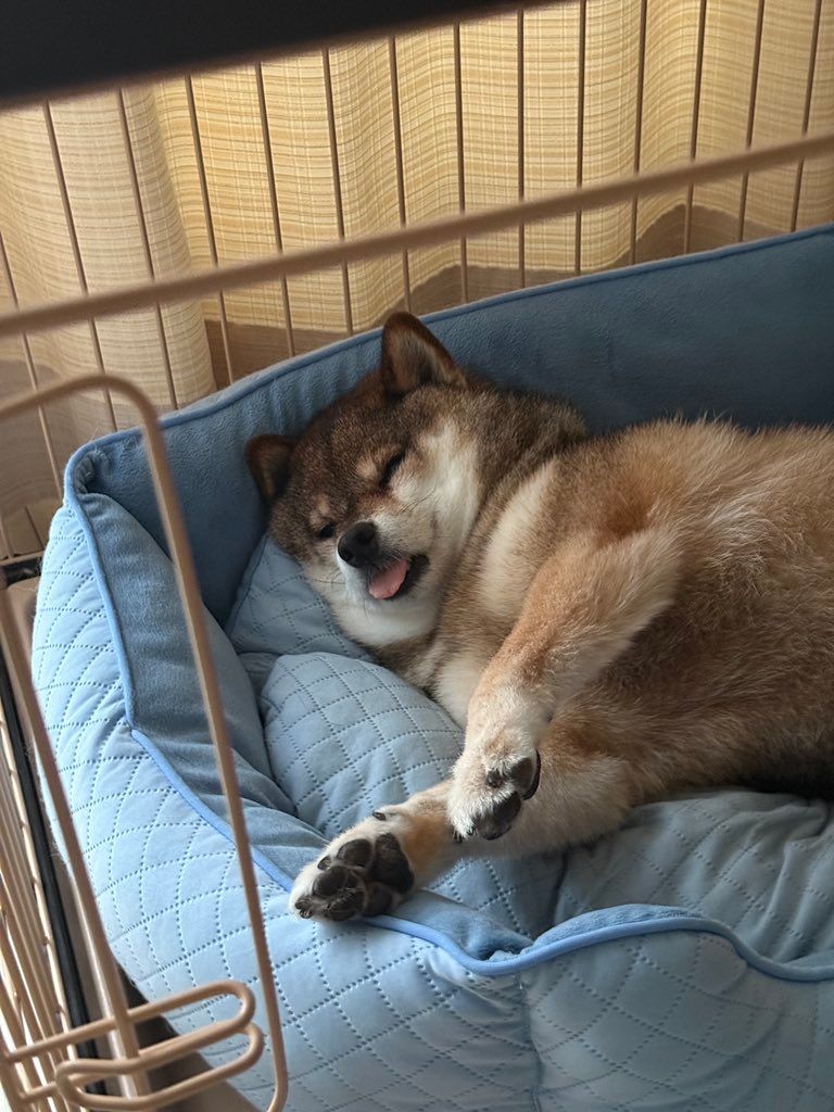 shibainu_hanazu's tweet photo. そっとドッグフードを舌の上においてあげたくなる寝顔。 https://t.co/3Bb4uUi5Ov