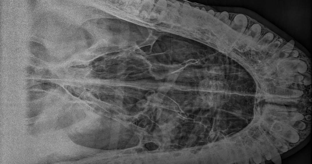 FresnoZoo's tweet photo. Spooky, Scary, Skeletons 💀 🩻 🦴 

We're getting into the Halloween spirit with our series #Skeletober sharing x-rays of some of our animals. We're kicking it off with Peewee. An alligator's jaw can bite down with a crushing force of 2,000 pounds per square inch! https://t.co/2LAbHtbjfl