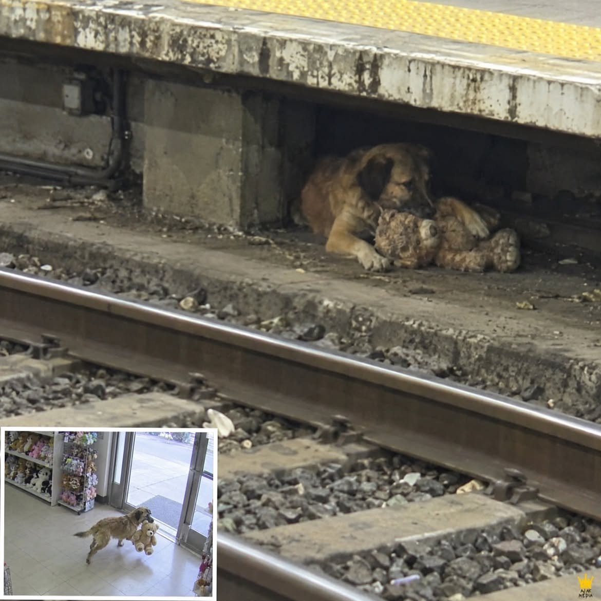 Crazymoments01's tweet photo. Police searched for a dog after he walked into a toy store and stole a teddy bear, but two weeks later, they found him beneath a subway platform. CCTV captured the dog quietly walking into a plush toy store before grabbing a teddy bear and slipping back outside without anyone noticing. The manager called police, worried the dog might return once customers were inside, especially with children around. Officers searched the area, but the dog had vanished. Two weeks later, animal control found a dog believed to be the same one hiding beneath a subway platform. The footage quickly spread online until a woman recognized him. His name was Rufus. She explained that Rufus belonged to her family and had been inseparable from her young son. When the boy became sick with cancer, Rufus stayed beside him until he was taken to the hospital. He never came home. A few days later, Rufus disappeared too. The family searched everywhere, eventually fearing they had lost him as well. Then they saw the teddy bear. It was the same kind of bear that had belonged to their son. They realized Rufus hadn’t stolen a random toy, he had found something that still looked and felt familiar. The family brought Rufus home and later took him to their son’s grave to grieve.