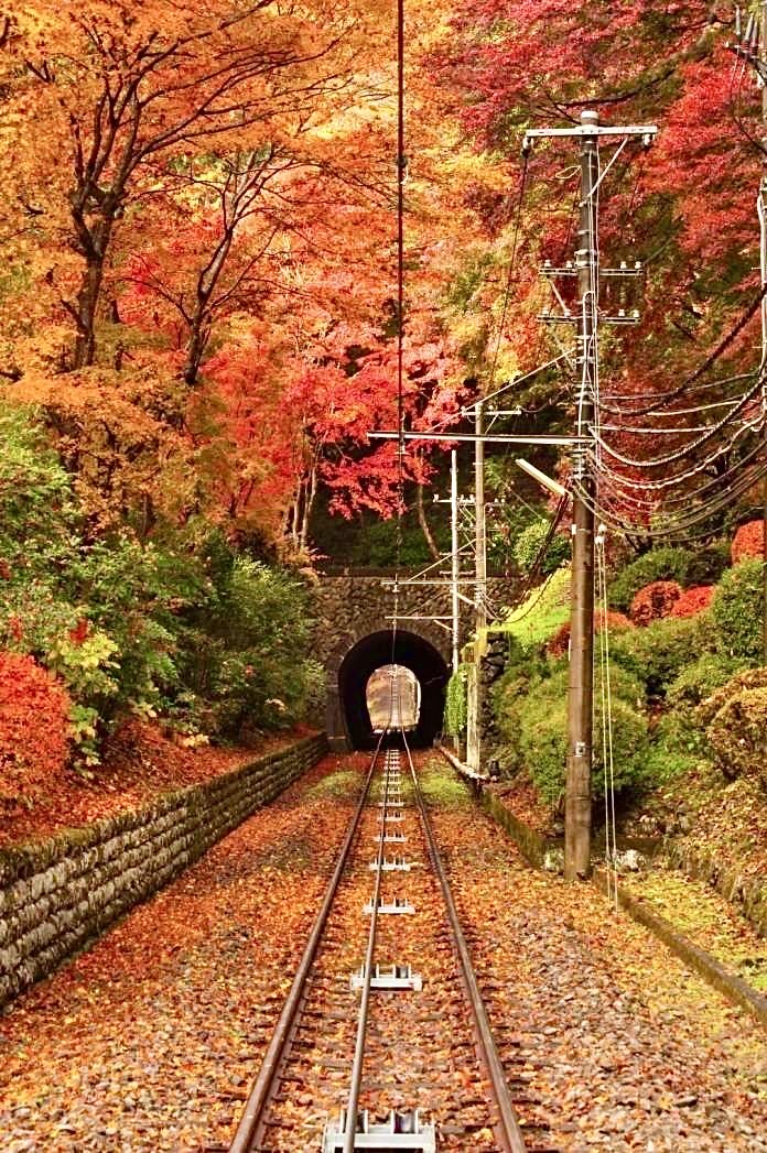 YuriaYoshimiya's tweet photo. 『高尾山ケーブルカー』『高尾登山電鉄』
清滝駅 ➩ 高尾山駅『紅葉のトンネル』
八王子市 東京都 日本🇯🇵♥️🧡💛🍁🍂🌿 https://t.co/D1tDH1IDGK