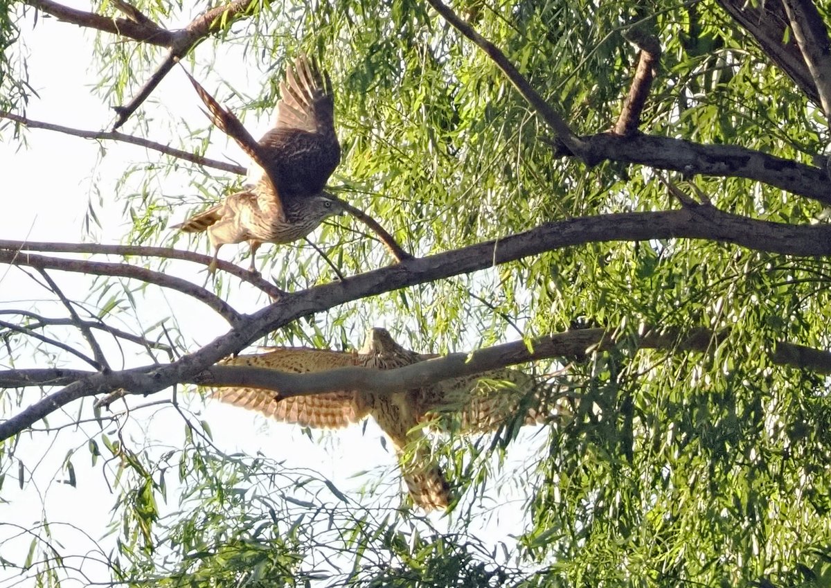 uraniwa4001's tweet photo. ご近所の鳥さん。#オオタカ です。
新たな敵!!
いや、ひょっとして兄弟か!?
姿かたちそっくりなオオタカ若さんに飛びかかられてびっくり仰天。
9/22 6:07撮影。
#野鳥 #OLYMPUS #OM1 https://t.co/dPlRb5zNFl