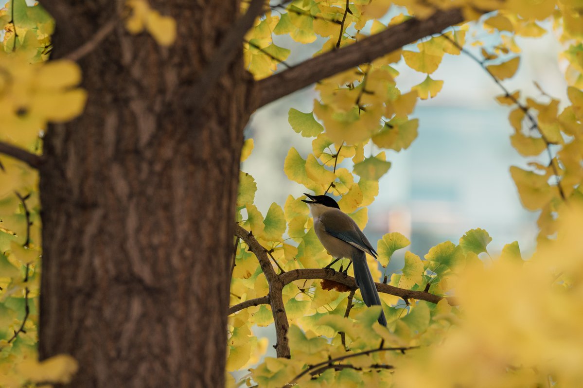 USTB1952's tweet photo. Leaves turning gold, birds chirping on the branches, campus lights flickering on at dusk, and star trails sweeping across the night sky.From daylight to starlight, every moment at USTB holds a scene worth freezing in time.
#USTB #CampusLife #AutumnOnCampus #StarryNight https://t.co/qQiY0yylx5