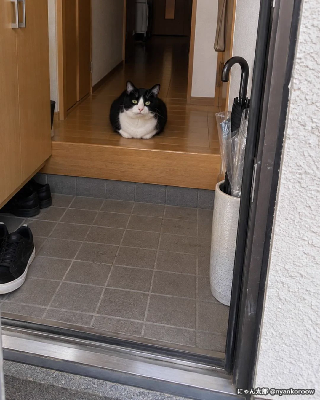 にゃん太郎｜猫画像｜Funny Cats в X: „どうして猫はこっちが帰宅する