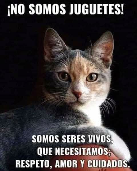 ManuSaenzVolvio tweet picture