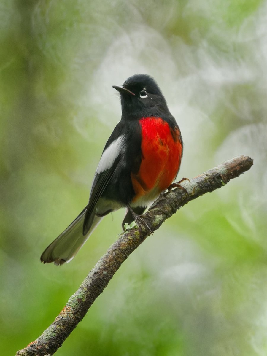 ItakeBirdPics's tweet photo. Painted Redstart (lifer)
Sabine Woods in Texas, USA. 10/04/2026 #paintedredstart #redstart #warbler #birdphotography #naturephotography https://t.co/peUNxerXAS