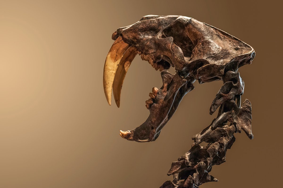 InterestingHOF's tweet photo. Crâne de smilodon exposé au Museu de Zoologia da Universidade de São Paulo, Brazil

Wilfredor, 2016 https://t.co/FeCYKwYCMo