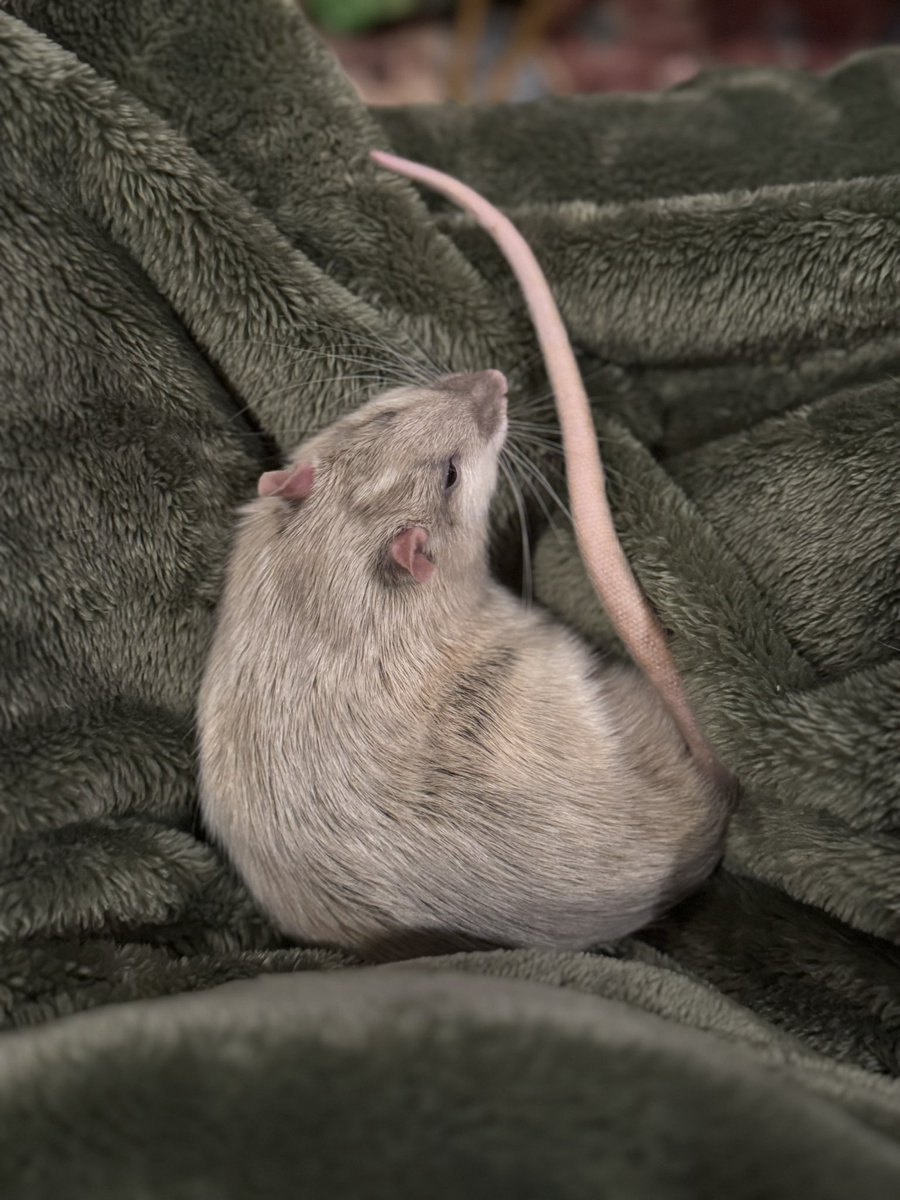 RatsPicnic's tweet photo. Lap rat ❤️ https://t.co/qmzmFkf7i4