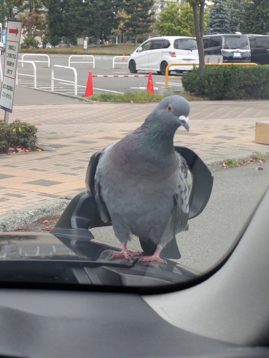 maxi_driver_ tweet picture
