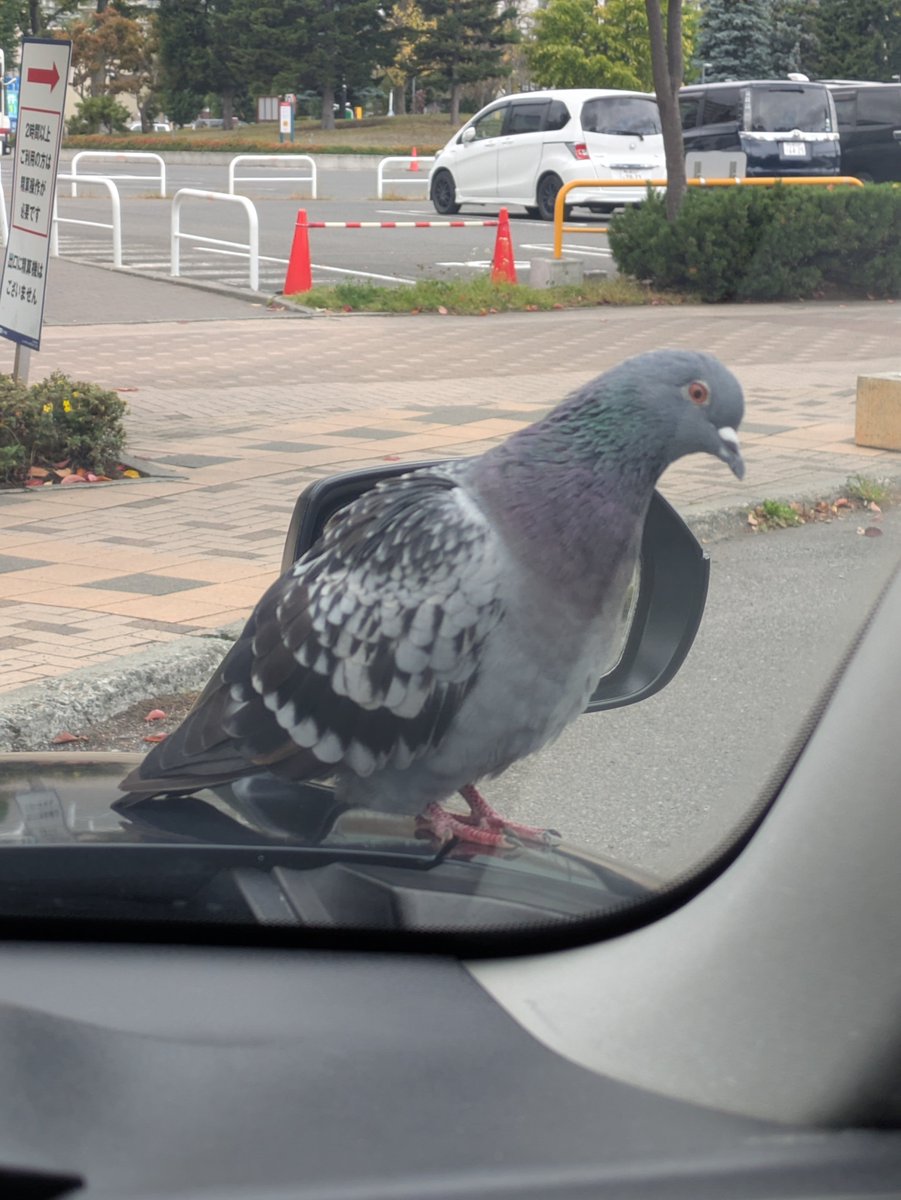 maxi_driver_ tweet picture