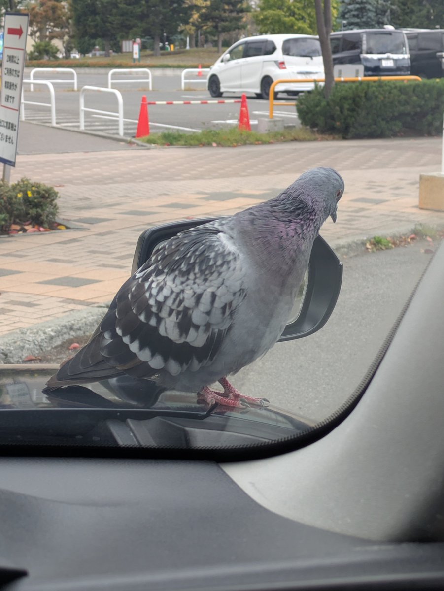 maxi_driver_ tweet picture