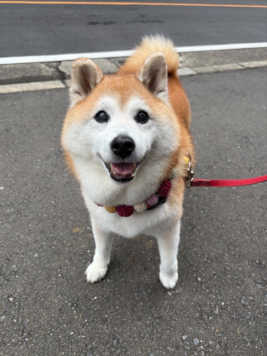 shomaruoneone's tweet photo. た  だ  い  ま～ ·͜· https://t.co/MB5PnK1rP5