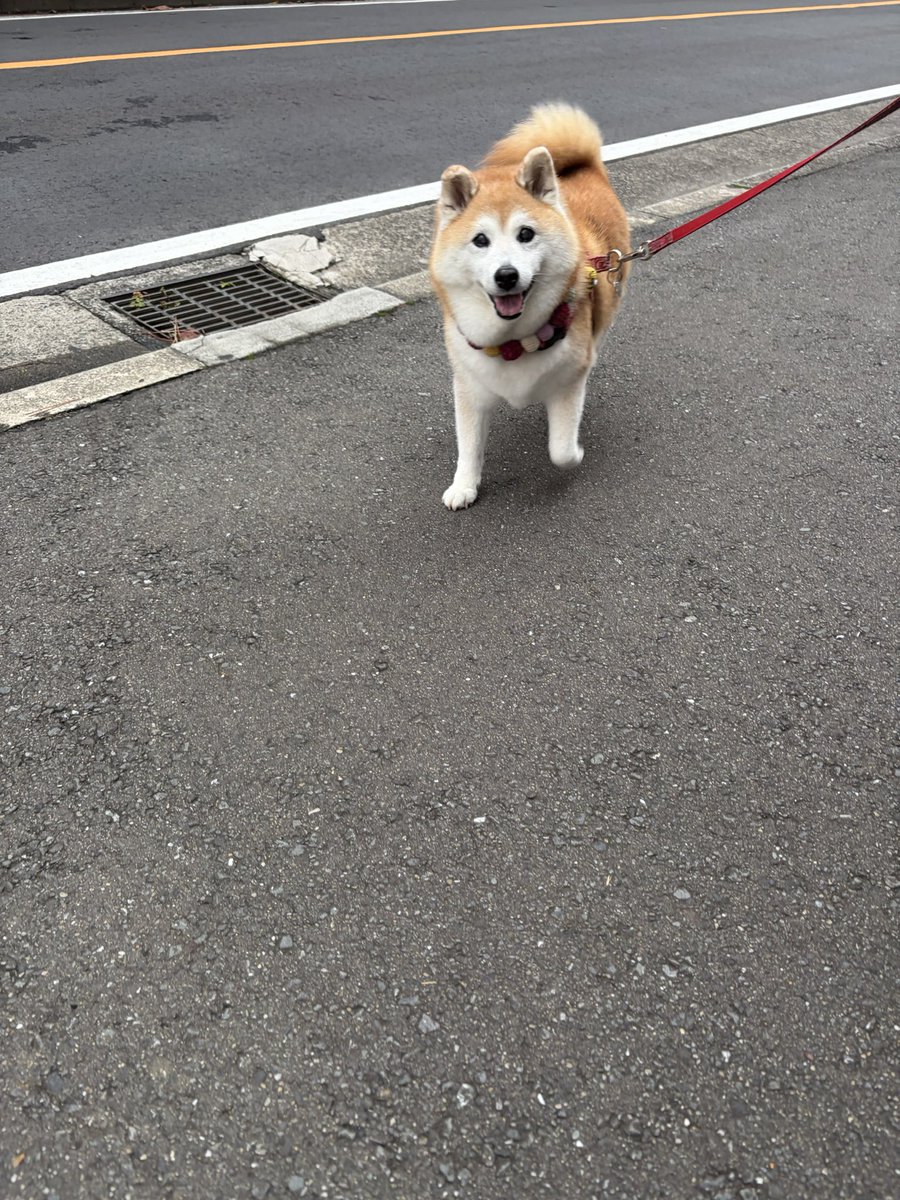 shomaruoneone's tweet photo. た  だ  い  ま～ ·͜· https://t.co/MB5PnK1rP5