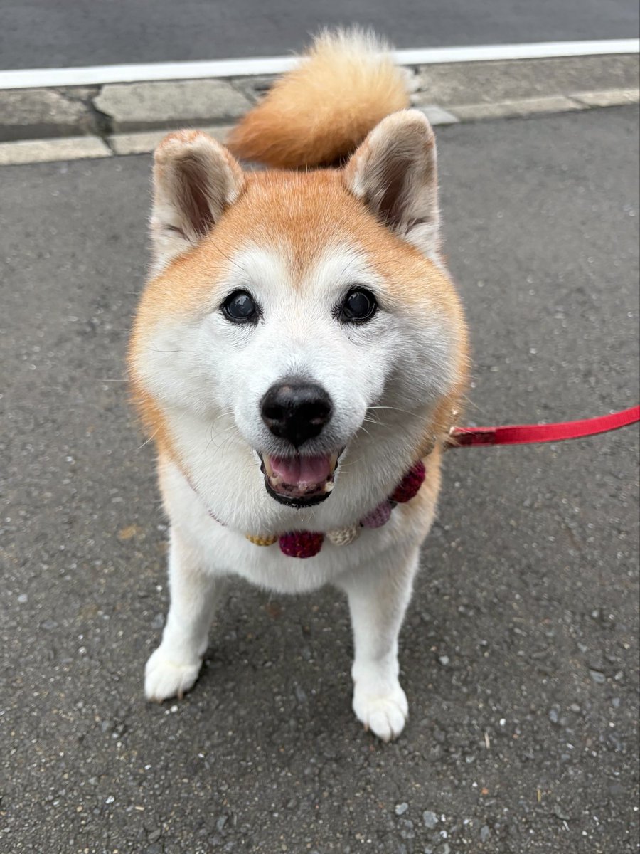 shomaruoneone's tweet photo. た  だ  い  ま～ ·͜· https://t.co/MB5PnK1rP5