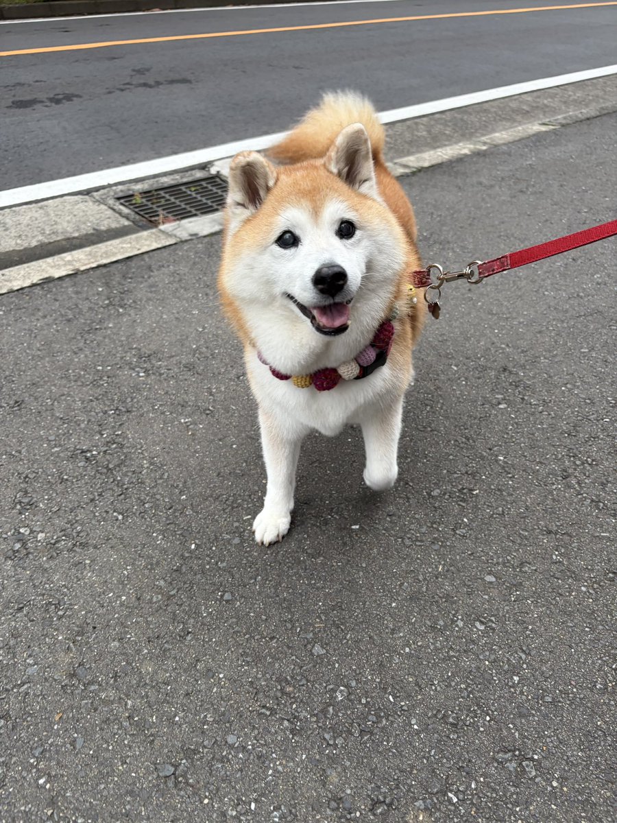 shomaruoneone's tweet photo. た  だ  い  ま～ ·͜· https://t.co/MB5PnK1rP5