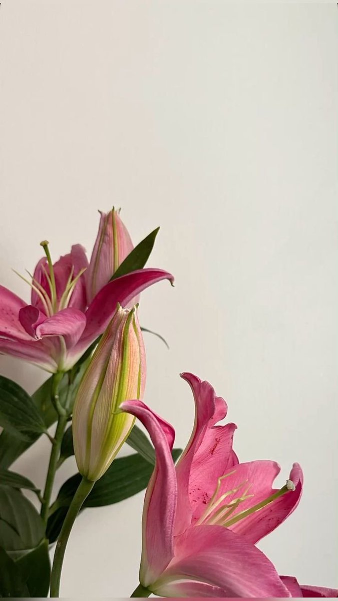 Flowersidmb's tweet photo. https://t.co/XLpH3UTW4R