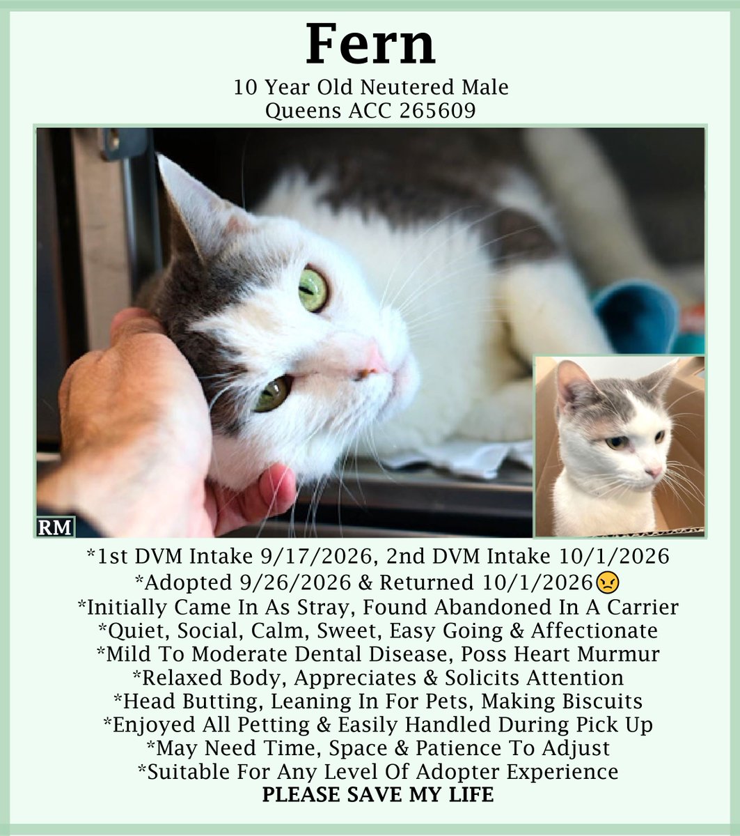 sachikoko's tweet photo. 🆘URGENT🆘SENIOR ALERT🙏🏾PLZ SHARE🆘
🙏🏾PLZ #PLEDGE 2 SAVE MY LIFE
💝Sweet 13YO #Senior White &amp; Gray Kitty "FERN"💝
😾💔Adopted &amp; Returned, Has Dental Disease
🚨Needs #Adoption #Rescue #Foster🚨
▶️265609 https://t.co/1PddB24W23
🙏🏽#AdoptDontShop #AdoptASeniorCat
#Queens #NYCACC #Cat https://t.co/iMNHxHTjyB