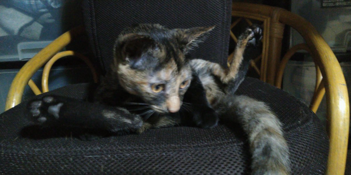 gunmixbob's tweet photo. 面倒見のいいサビ猫のキキ
貰ってきた時の名前はタヌキだったけど可哀想でキキになった https://t.co/uFjm4tv8Fi