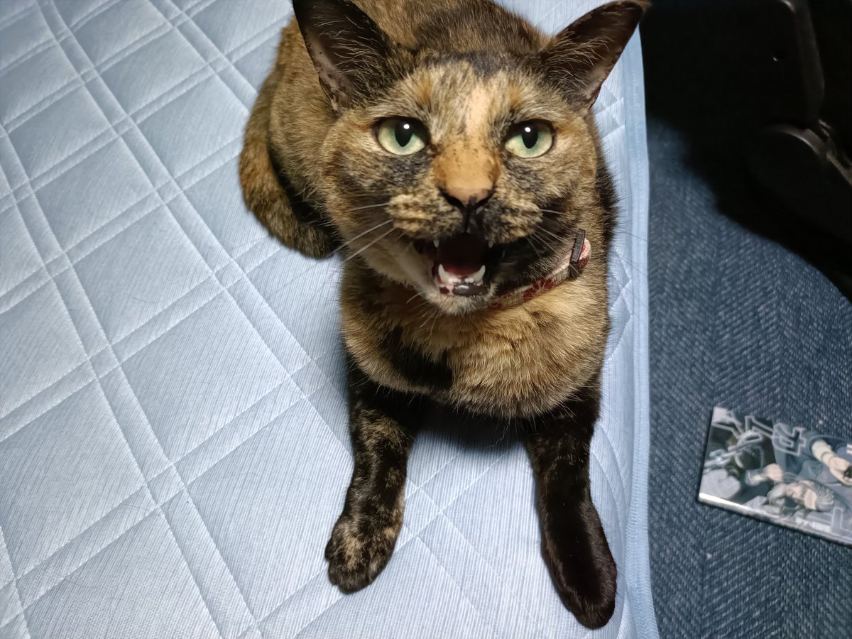 gunmixbob's tweet photo. 面倒見のいいサビ猫のキキ
貰ってきた時の名前はタヌキだったけど可哀想でキキになった https://t.co/uFjm4tv8Fi