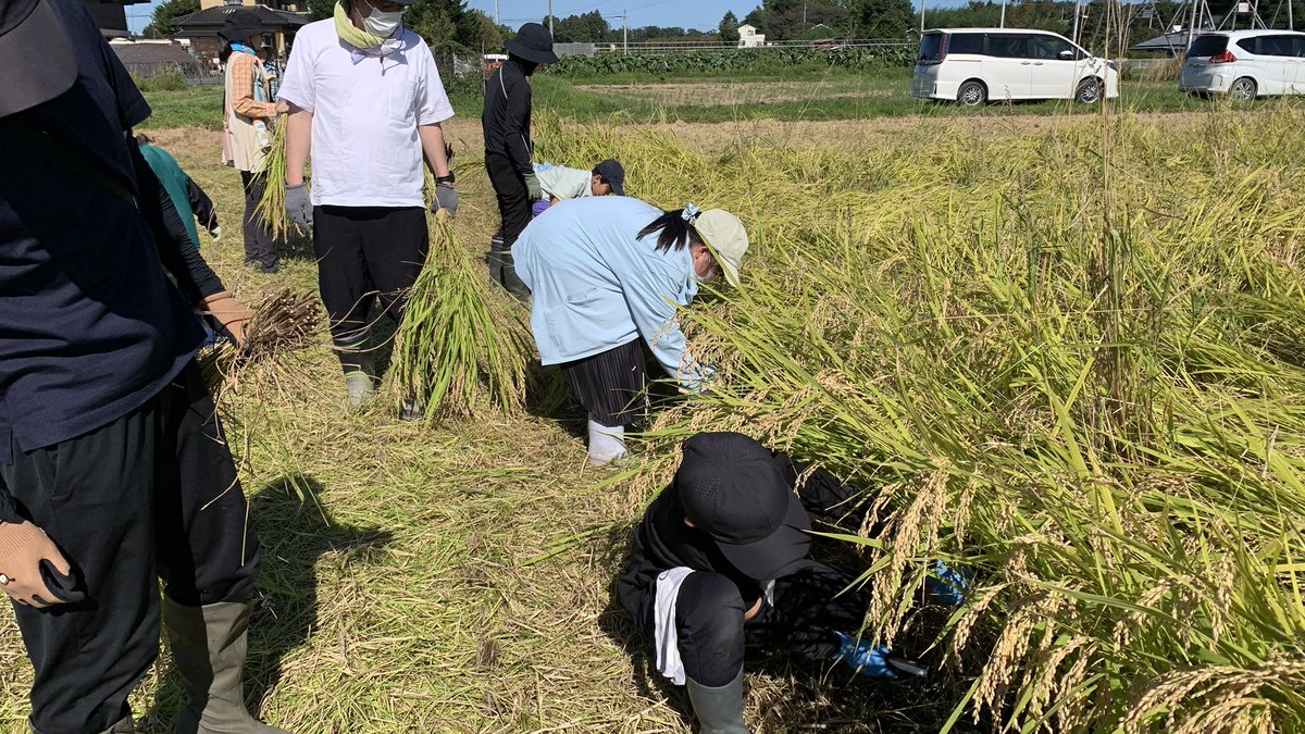 shiobara's tweet photo. ほんと神✨✨
いや、みんなどんだけ日��ろの行いがいいんですか⁉️

日曜日は、
「毎日食べるご飯の秘密のぞいてみよう！田んぼで学ぶ稲作体験in那須塩原」の最終回、稲刈り体験でした❣️

いや、ほんと学ぶことをたくさんありすぎて楽しかった〜✨✨🌾 https://t.co/W2kFlFzCnl