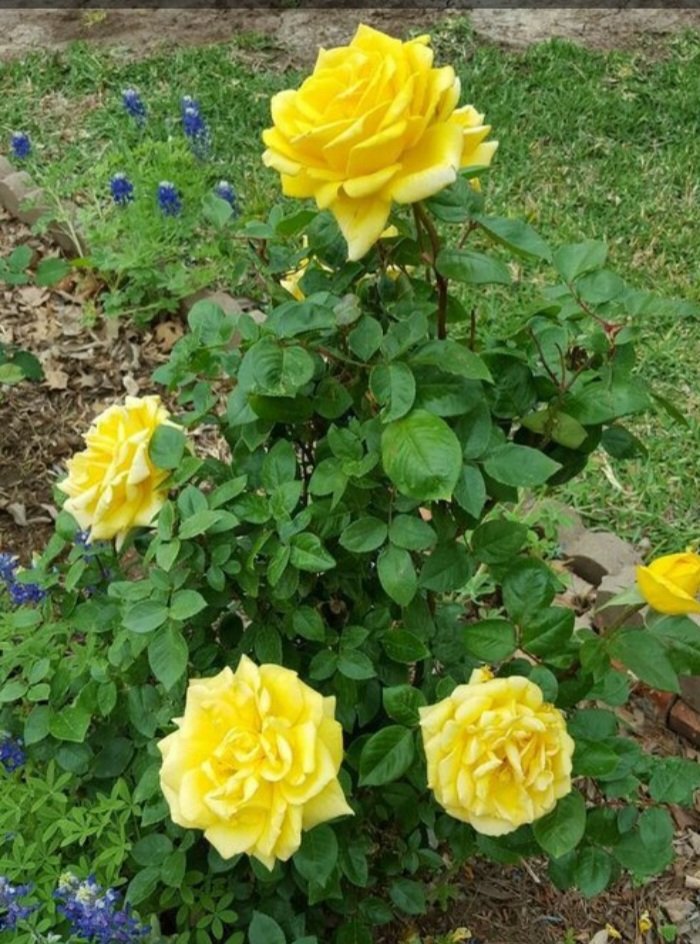 Ajoy212124's tweet photo. Good morning everyone. সকলের সুন্দর দিন প্রার্থনা করি। https://t.co/BWn6rkIY3k