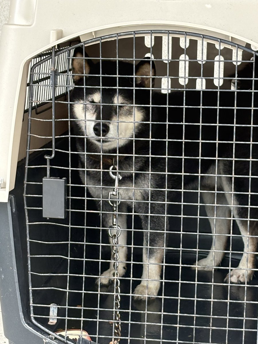 fE3eodpf3bRdb4z's tweet photo. 石巻警察署に保護されてる黒い柴犬が、人懐っこくてクゥーンって泣いて寄ってきた。。飼い主さんに届きます様に🙏
#迷い犬
#石巻市 https://t.co/FwsYcUAUl9