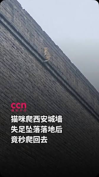 PIKAQIU_8888's tweet photo. 在抖音上发现一只为了爱最不要命的猫

叫做——三月
非常有意思 结合了 恋爱+城墙+救助 三个概念

三月为了去约会
爬了一座百米高的城墙去赴约

这简直太meme了
百米城墙拦不住一只想谈恋爱的猫
完全就是 猫+恋爱+不要命 的完美结合
抖音：
https://t.co/jjNWjlaB4S https://t.co/yMm2JRDakn
