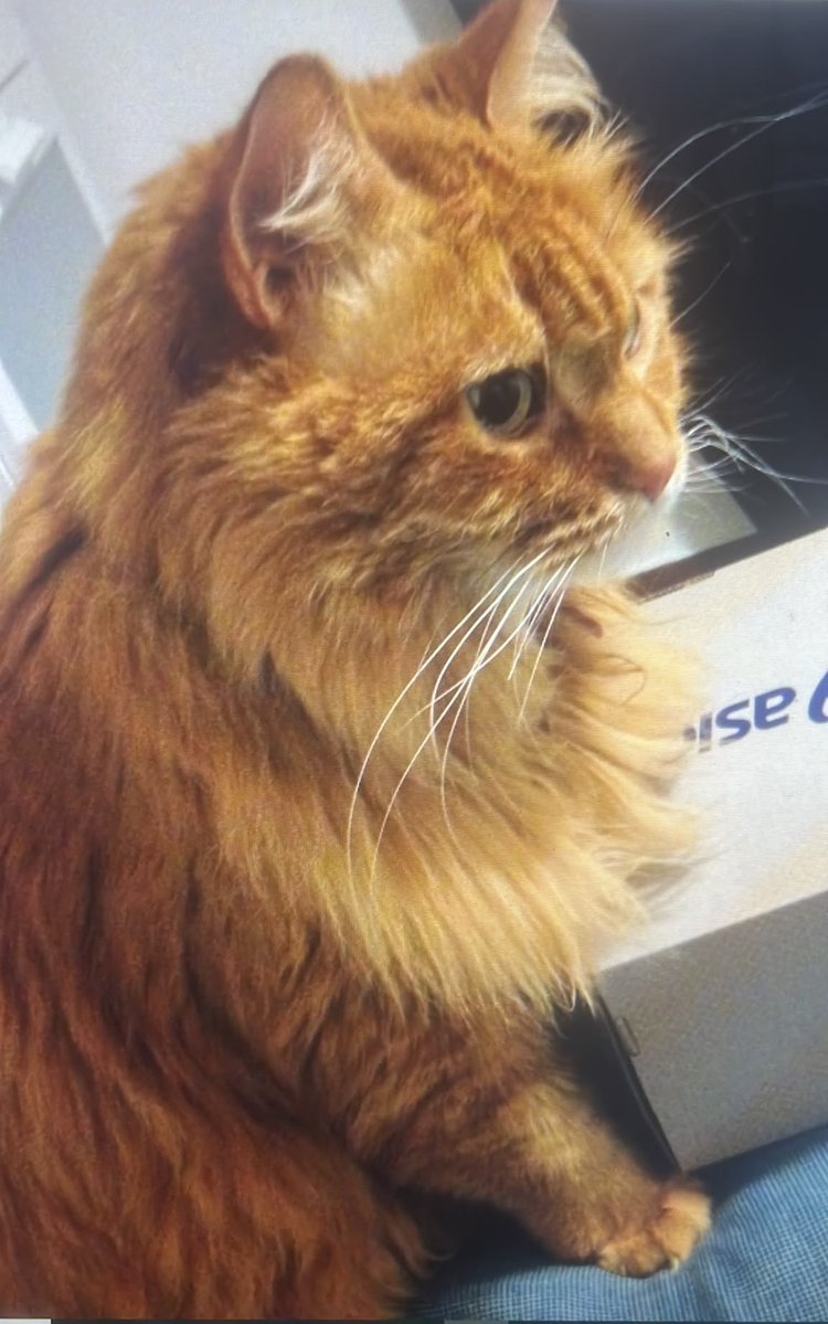 silvenadventure's tweet photo. @AJamesMcCarthy “It’s raining Greggs..” I know it’s a solar flare but I couldn’t help it 🫣

Btw Gregory has a striking resemblance to my second orange cat Tiggies who is now 🌈 https://t.co/e66Bh8BYPB