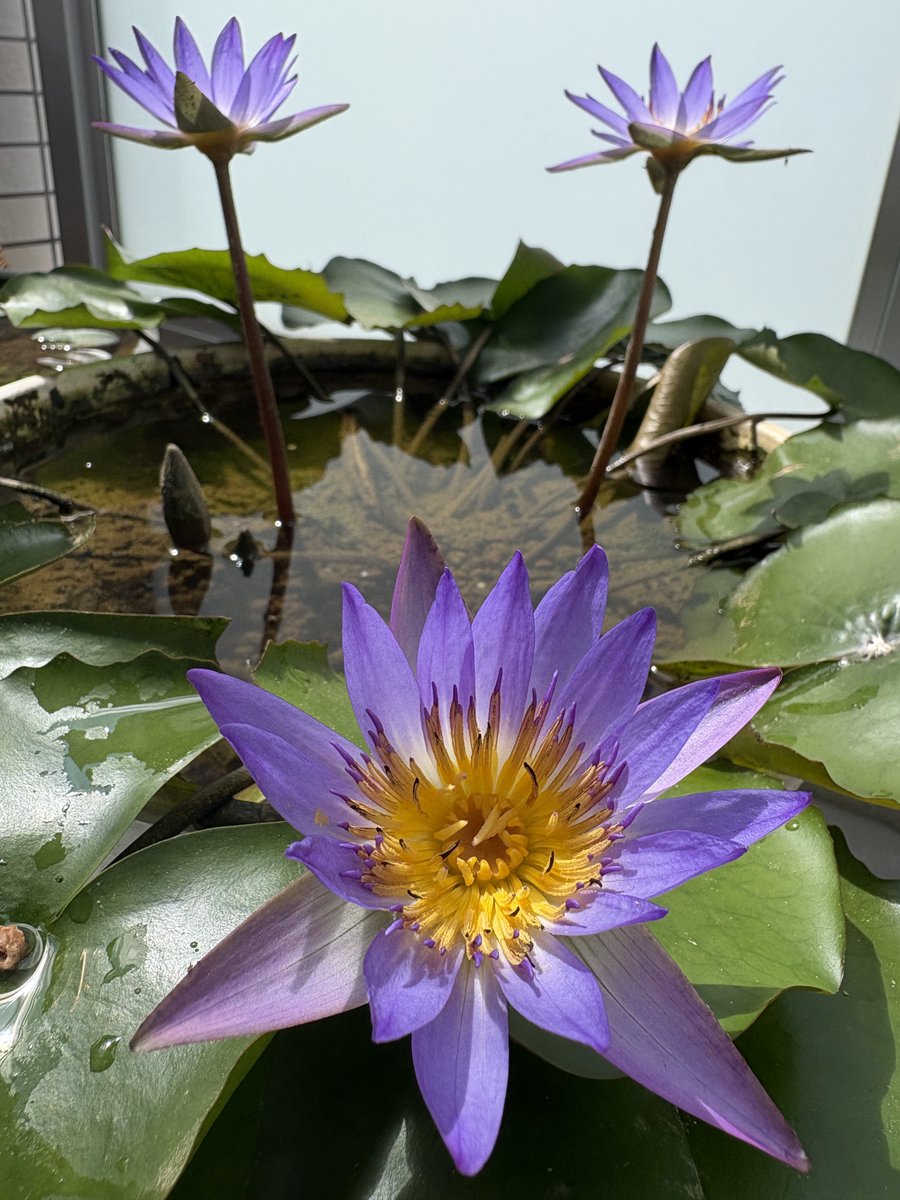 peachkaeri's tweet photo. 三つ子睡蓮の花が咲いた🪷���🪷 https://t.co/6rxq4OJfF2
