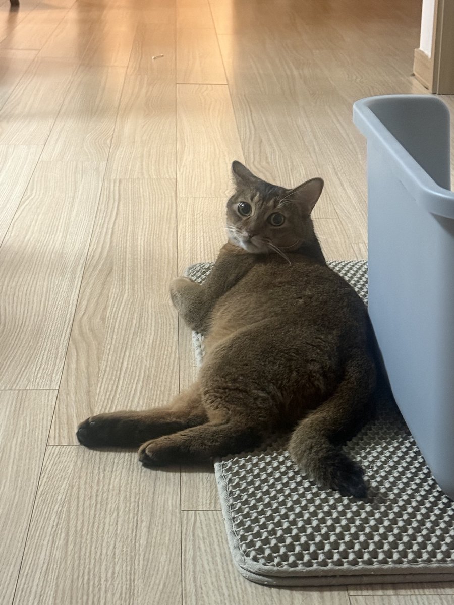 bnkim_7010's tweet photo. "어, 왔어?" 하는 자세 🐱
"Oh hey, didn't see you there" 🐱 https://t.co/cW9wgllhBG