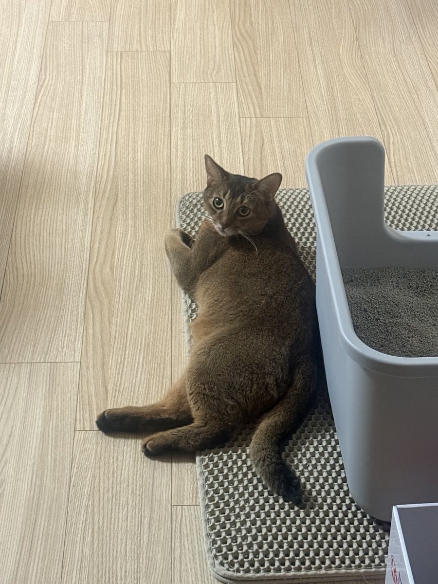 bnkim_7010's tweet photo. "어, 왔어?" 하는 자세 🐱
"Oh hey, didn't see you there" 🐱 https://t.co/cW9wgllhBG