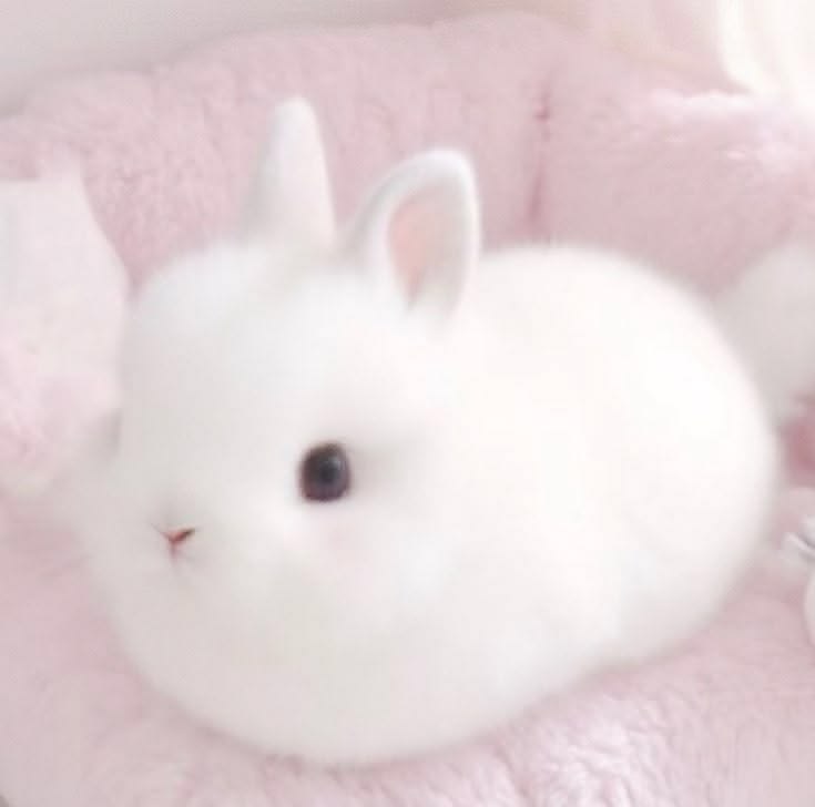 funfettished's tweet photo. ♯ 𝘕𝘴𝘧𝘸 𝘪𝘯𝘵𝘳𝘰 (˶ › Ⱉ ‹ ˶)

ꫂ᭪݁ not new to nsfw 
ꫂ᭪݁ dm to know my age :p
ꫂ᭪݁ soft / hard kinks
ꫂ᭪݁ bunny enthusiasts

ᰔ &amp; ⟳ for moots
─ ⋆⋅ ꒰ა ♡ ໒꒱ ⋅⋆ ─
#DDLG #nsfwtwt #moothunt〃・ https://t.co/pGuto0DtmU