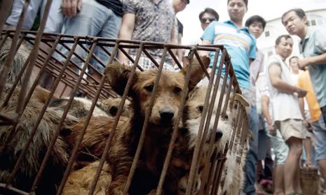 LauraLoomer's tweet photo. What a sick joke. China Daily @ChinaDaily, an arm of the Chinese Communist Party’s Propaganda Department, says China has “empathy” for animals.

China is a nightmare for animals.

China has no federal animal welfare laws.

Millions of dogs and cats in China are slowly boiled alive, blow torched alive, and steamed alive for hours at a time because the Chinese people believe the more pain these animals suffer, the better their meat will taste.

One of my dogs was rescued from a Chinese meat market during COVID. She was emaciated. 

As I’ve been reporting, China-owned Smithfield Foods is actively lobbying the US Senate to pass the pro-CCP “Save Our Bacon Act” to overturn existing US state animal protection laws and force extreme cruelty and abuse on farm animals in our country.

And don’t ever forget that China’s animal tests in a PLA-linked lab funded by Anthony Fauci created and unleashed the COVID bioweapon that killed over 1.2 million Americans.