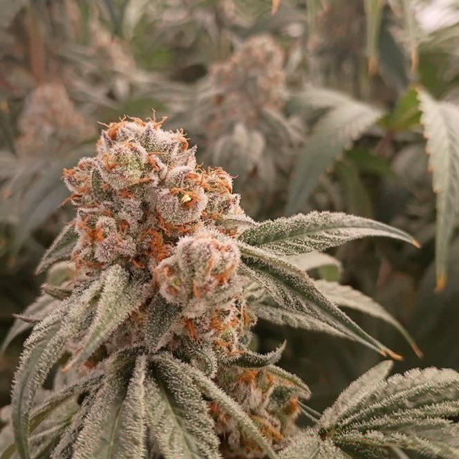 IobDutch's tweet photo. So much potential with this girl 😭😭😭
Orange Apricot MAC x Black Ice 
Into the scrap bin she goes. 💚🤙 https://t.co/SeGCXuI9If