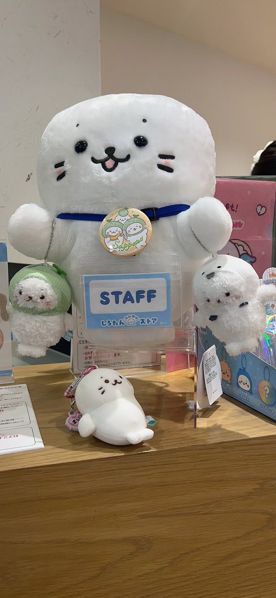 francis_373's tweet photo. 札幌しろたんふんわりストア店長たん(＝・ω・＝) https://t.co/STNTfUQ3PY