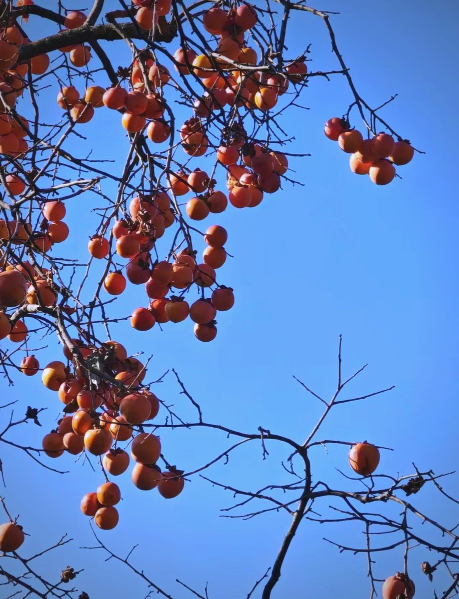 RoguePirat9soq's tweet photo. Doing a little happy dance while holding a persimmon next to a blooming apricot branch—sweet vibes only! https://t.co/FwG5xpU3cL