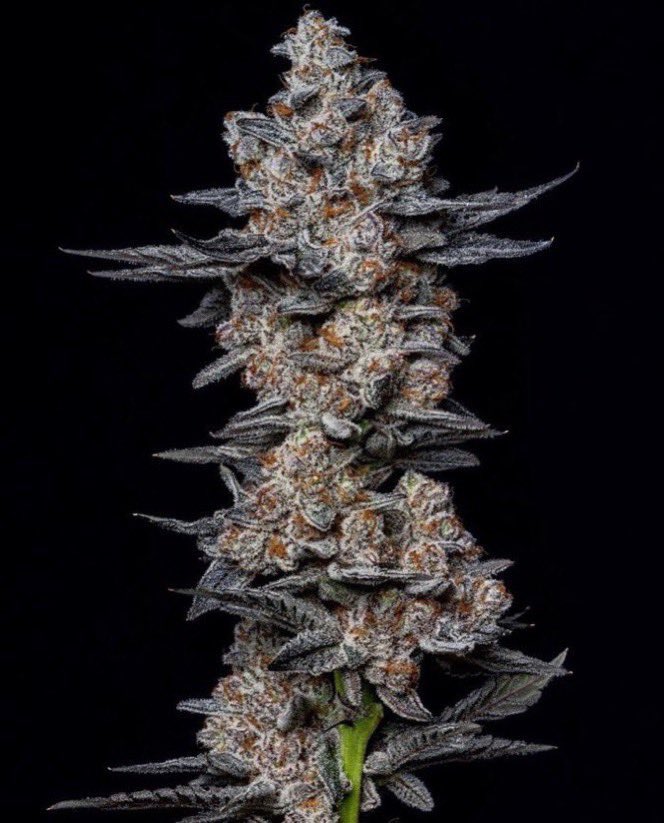 IobDutch's tweet photo. 🍍 terps going crazy on working on some new hash strains that also smoke great as flower in a J or wrap the hunt continues https://t.co/ROsk7cj4J7
