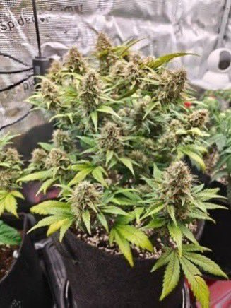 IobDutch's tweet photo. Northern Lights Auto grown by Trichomegrower 🔥 https://t.co/yk9l6G1O8V