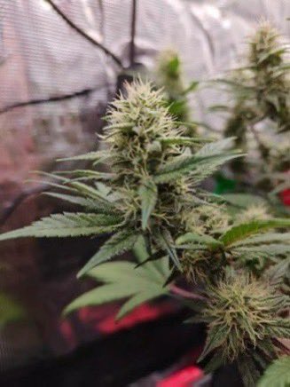 IobDutch's tweet photo. Northern Lights Auto grown by Trichomegrower 🔥 https://t.co/yk9l6G1O8V