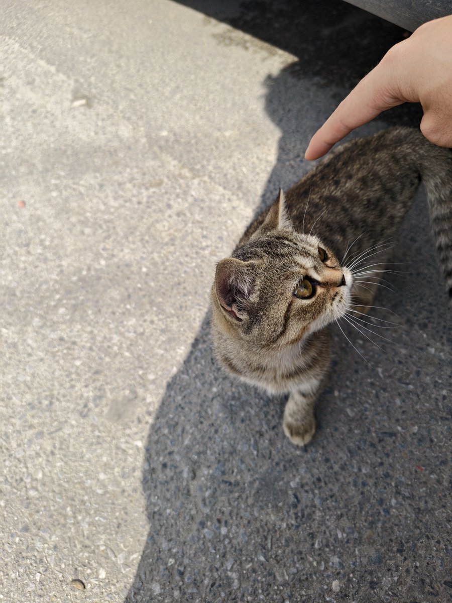 CaesarMatrix's tweet photo. 小老虎🐯 https://t.co/v9uKONk85k