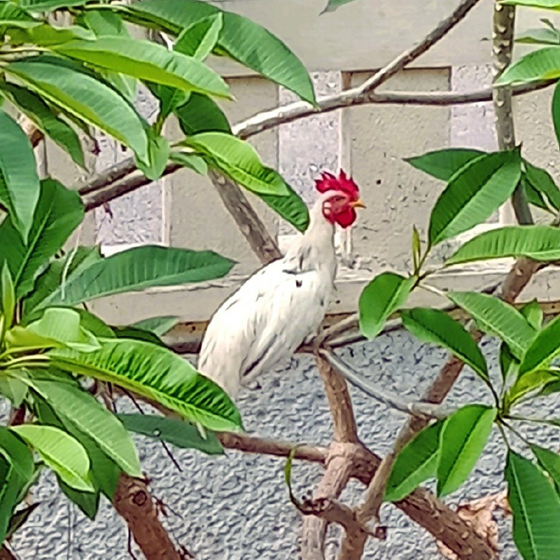 moglindo's tweet photo. プルメリアの木��
ん❓なにかいるぞ👀ズーム‼️
コケコッコー🐔😂
どこから来たの❓ニワトリ🐔は木にも登る🌴😆
ウチの庭、いろいろ出没するな～🦎🐸🐭
#海外生活
#バリ島
#ニワトリ https://t.co/0UTRGl31QO