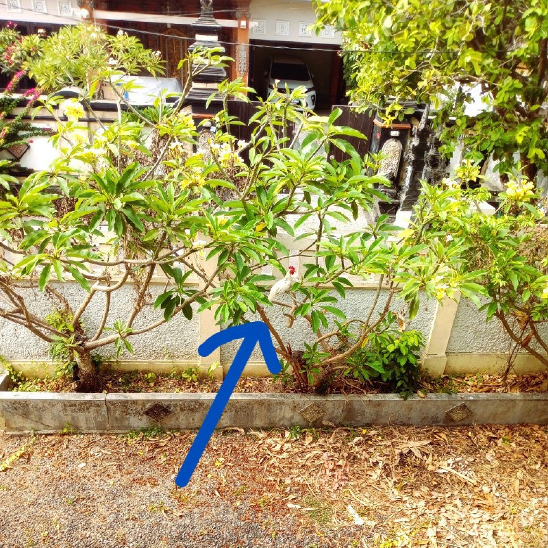 moglindo's tweet photo. プルメリアの木��
ん❓なにかいるぞ👀ズーム‼️
コケコッコー🐔😂
どこから来たの❓ニワトリ🐔は木にも登る🌴😆
ウチの庭、いろいろ出没するな～🦎🐸🐭
#海外生活
#バリ島
#ニワトリ https://t.co/0UTRGl31QO