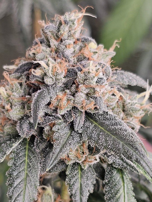 IobDutch's tweet photo. MK Ultra day 60. This is the mom used to make the MK Ultra F2 https://t.co/1w2JxePjVZ