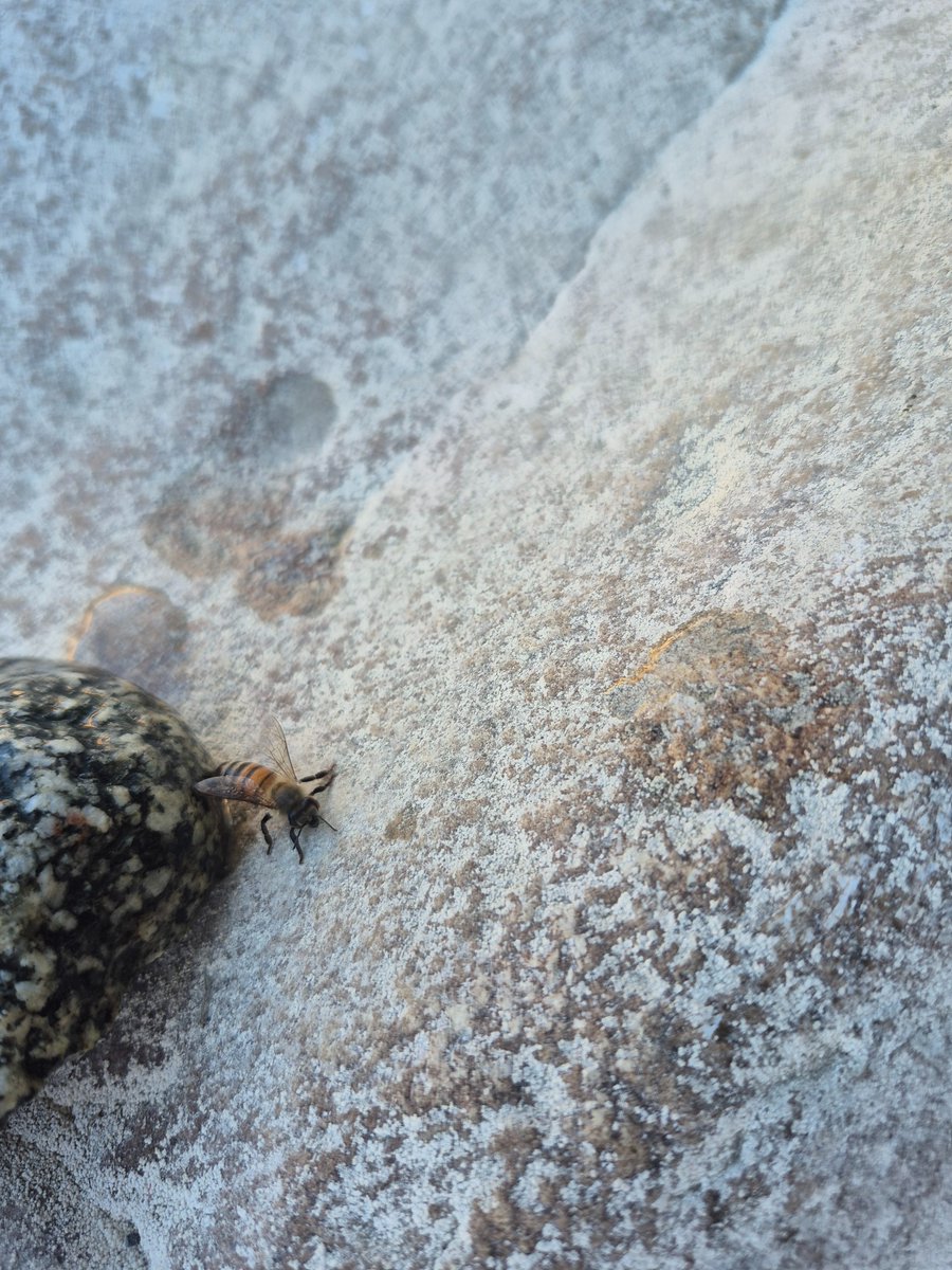 KatKiliko1648's tweet photo. Went to the lake today
Here's the images I took
(Also there was a bee in the lake that was still alive to I bright it to a dry rock to dry off, I think they're fine now since they flew off after a few minutes) https://t.co/2jCXFmMmmv