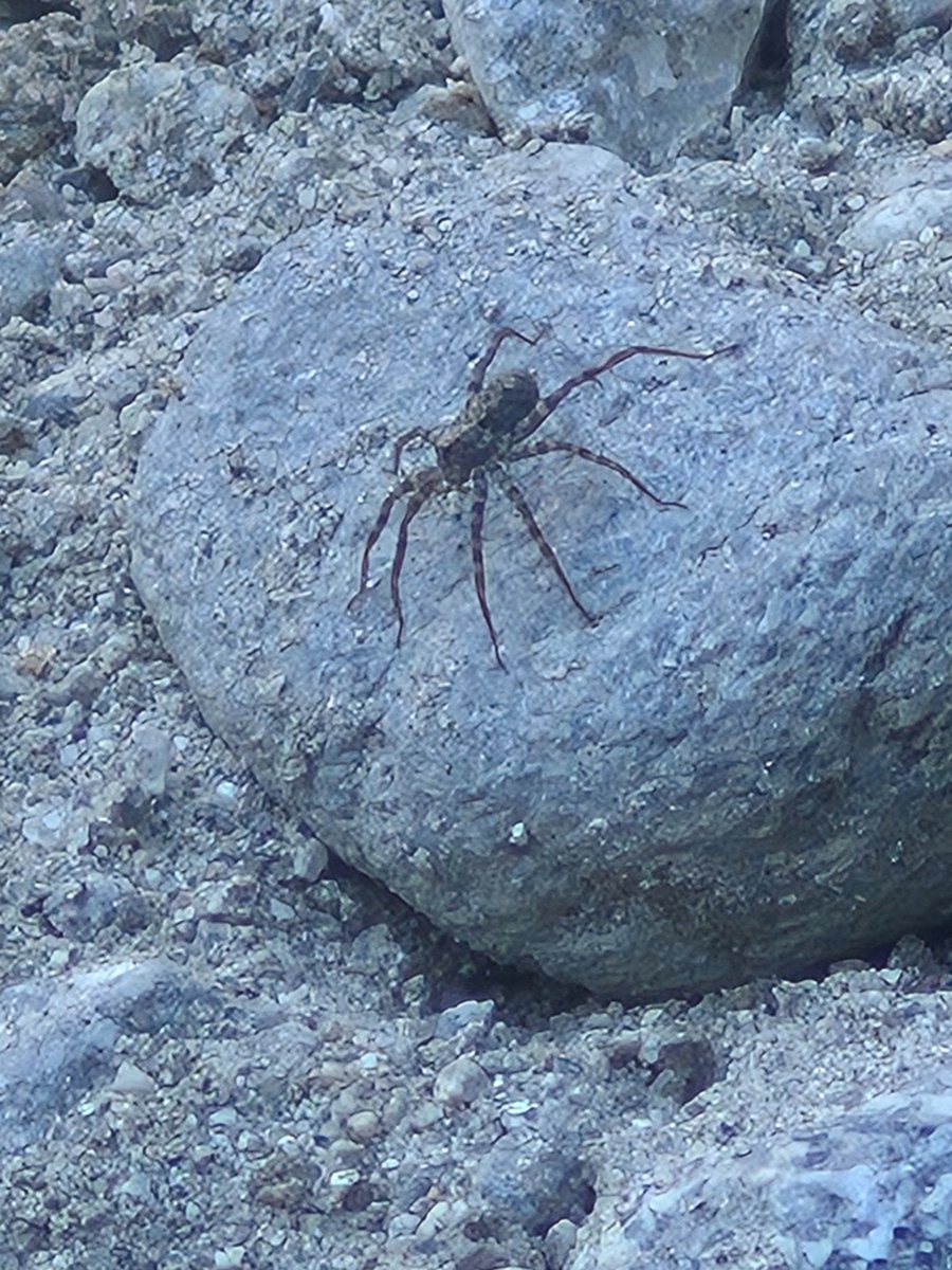 KatKiliko1648's tweet photo. Went to the lake today
Here's the images I took
(Also there was a bee in the lake that was still alive to I bright it to a dry rock to dry off, I think they're fine now since they flew off after a few minutes) https://t.co/2jCXFmMmmv